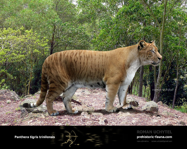Panthera tigris trinilensis