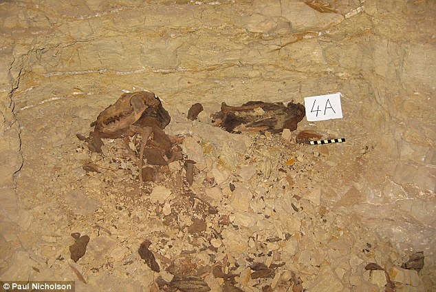 Восемь миллионов мертвых собак найдены в египетских катакомбах 