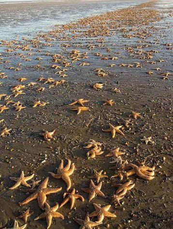 Сотни мертвых морских звезд вымыло на британский берег 