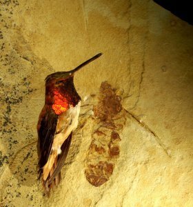 Titanomyrma lubei - очень крупный муравей, живший 50 миллионов лет назад Titanomyrma lubei - очень крупный муравей, живший 50 миллионов лет назад