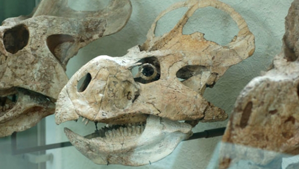 Protoceratops andrewsi