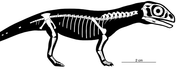    Massospondylus