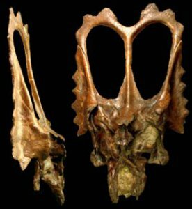 Mojoceratops perifania - новый динозавр-цератопс из Канады Mojoceratops perifania - новый динозавр-цератопс из Канады