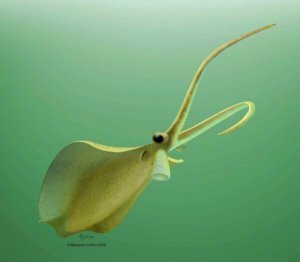 Nectocaris pteryx был древнейшим головоногим моллюском? Nectocaris pteryx был древнейшим головоногим моллюском?