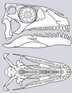    Azendohsaurus    