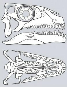 Палеонтологи исключили триасовых Azendohsaurus из числа динозавров Палеонтологи исключили триасовых Azendohsaurus из числа динозавров
