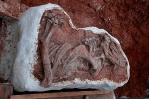 В Бразилии найден хорошо сохранившийся скелет престозуха Prestosuchus chiniquensis В Бразилии найден хорошо сохранившийся скелет престозуха Prestosuchus chiniquensis