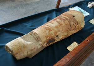 Rayonnoceras giganteum - новый экспонат Палеонтологического музея Rayonnoceras giganteum - новый экспонат Палеонтологического музея