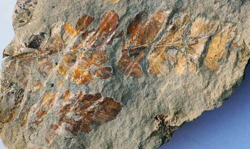 листья рахифиллума Rhachiphyllum wangenheimii