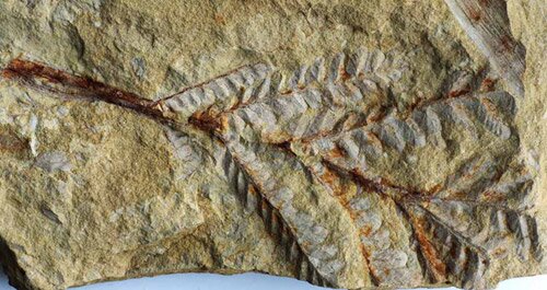 Отпечаток вайи рахифиллума Rhachiphyllum wangenheimii