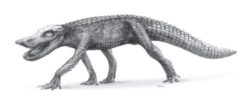 Anatosuchus minor
