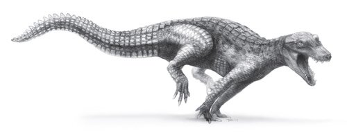 Araripesuchus wegeneri