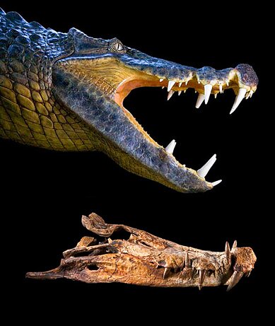 Kaprosuchus saharicus