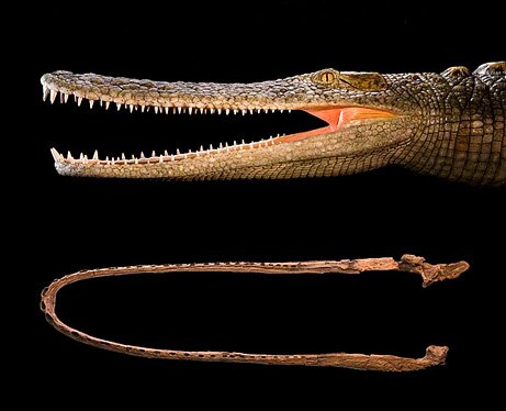 Laganosuchus thaumastos