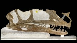 Proceratosaurus - предок тираннозавра, а не цератозавра Proceratosaurus - предок тираннозавра, а не цератозавра