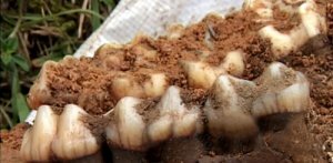 В Китае найдены окаменевшие кости древнего тапира В Китае найдены окаменевшие кости древнего тапира