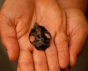 Создана трехмерная модель мозга древнего примата Создана трехмерная модель мозга древнего примата