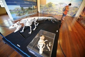 Armadillosuchus - крокодил-броненосец из Бразилии Armadillosuchus - крокодил-броненосец из Бразилии