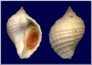      Nucella lapillus    