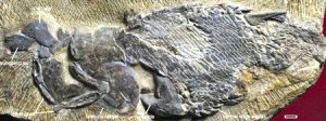 Древнейшая костная рыба из Китая Древнейшая костная рыба из Китая