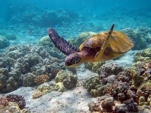 В Мексике найдена морская черепаха, жившая 72 миллиона лет назад.