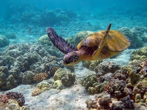 В Мексике найдена морская черепаха, жившая 72 миллиона лет назад. В Мексике найдена морская черепаха, жившая 72 миллиона лет назад.