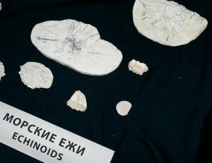 Иглокожие Подмосковья в палеонтологическом музее Иглокожие Подмосковья в палеонтологическом музее