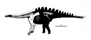 Португалии обнаружены останки длинношеего стегозавра