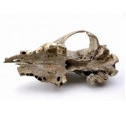 Найден череп древнейшей собаки