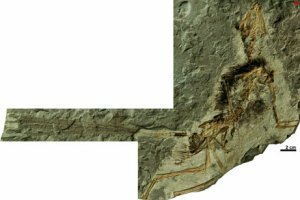 Новый кандидат на роль предка птиц Новый кандидат на роль предка птиц