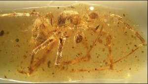 В Испании обнаружен янтарь с останками древних паукообразных