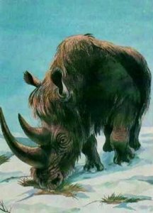 Пропавший носорог найден! Пропавший носорог найден!