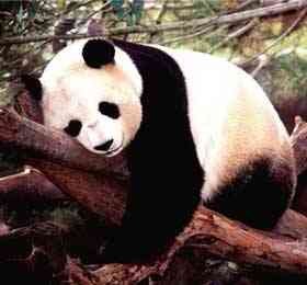 Древние гигантские панды были широко распространены