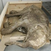На Ямале найден мамонтенок На Ямале найден мамонтенок
