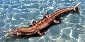 Морской крокодил юрского периода