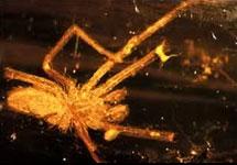 Впервые найдена кровь древнего паука