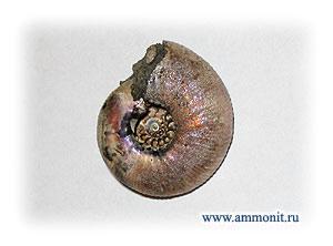   www.ammonit.ru !