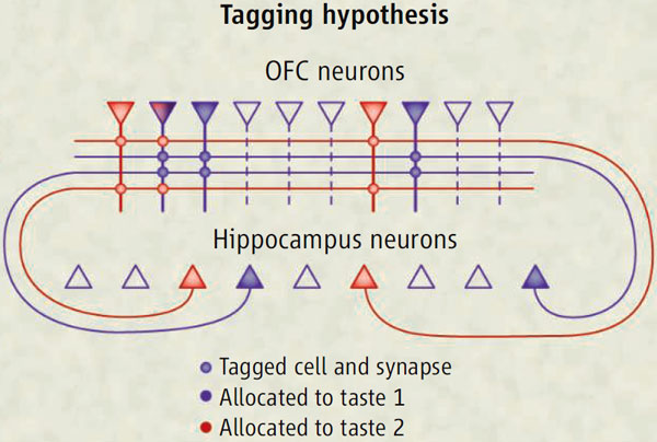 Нейроны глазнично-лобных участков коры головного мозга (OFC) и нейроны гиппокампа (hippocampus) становятся связаны после знакомства с новым запахом и активируются одновременно. Разным запахам соответствуют отдельные нейронные пары (на картинке показаны фиолетовым и розовым цветами). Схема из статьи: Sweat, 2011
