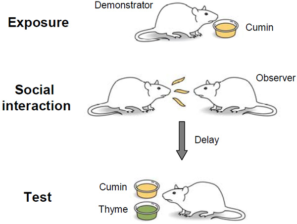 Схема эксперимента, анализирующего социальную передачу предпочтений в еде между крысами на примере пары запахов кумин/тимьян. Рис. из дополнительных материалов к обсуждаемой статье в Science