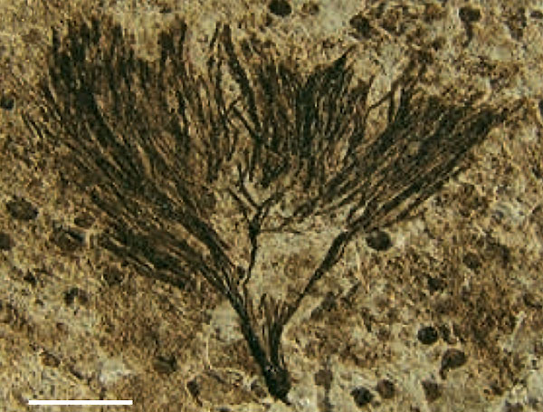 Doushantuophyton cometa — один из видов водорослей, обнаруженных в слоях формации Ланьтянь; дихотомически ветвящийся относительно крупный таллом демонстрирует сложность организмов, уже существовавших 632 млн лет назад. Длина масштабной линейки 5 мм. Фото из обсуждаемой статьи Ги Нарбонна в Nature