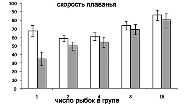 Рис. 2. Гистограмма, показывающая, с какой скоростью (в мм/с) рыбки двигались в зоне приближения (белые столбики) и в зоне принятия решений (серые столбики). Рис. из обсуждаемой статьи в PNAS