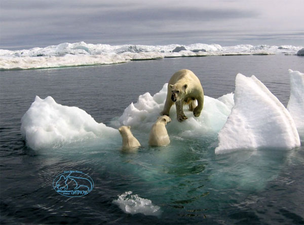 Белые медведи на остатках льдины. Автор снимка — Владилен Кавры (с сайта «Медвежий патруль», belyemedvedi.ru)