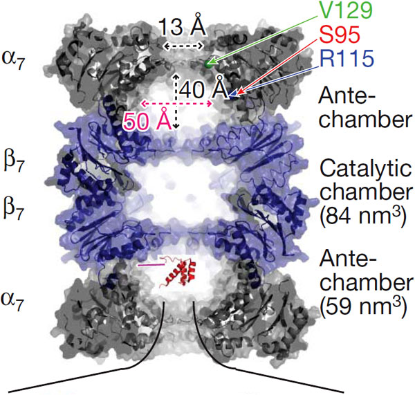 Структура 20S-частицы протеасомы из археи Thermoplasma acidophilum. Catalytic chamber — каталитическая полость, Antechamber — «преддверия». V129, S95 и R115 — остатки валина, серина и аргинина, которые были заменены на цистеин, после чего к ним можно было прикреплять белки (см. ниже). Изображение из обсуждаемой статьи в Nature
