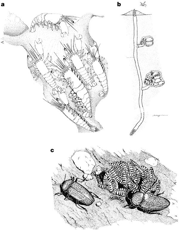  ,    ,     . a   Synalpheus,     . b  Lasioglossum duplex,      . c   Pselaphacus   .       ,        .     Nature