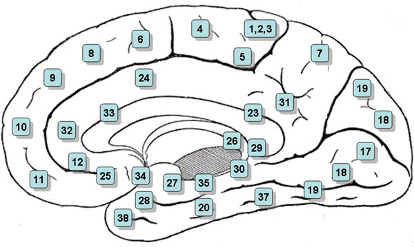  ()    .    . 10    (anterior prefrontal cortex, APC), 32      (dorsal anterior cingulate cortex, dACC), 6   (premotor cortex, PMC). dACC  PMC       (medial frontal cortex, MFC).    ru.wikipedia.org