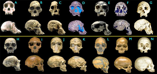  . A  , BC   (2,62,5  ), DE   (1,91,8  ), F Homo rudolfensis (1,8 ), G    (1,75 ), H Homo ergaster (1,75 ), I Homo heidelbergensis (300125 . ), JL  (7045. ), M  (30. ), N  . Images 2000 Smithsonian Institution