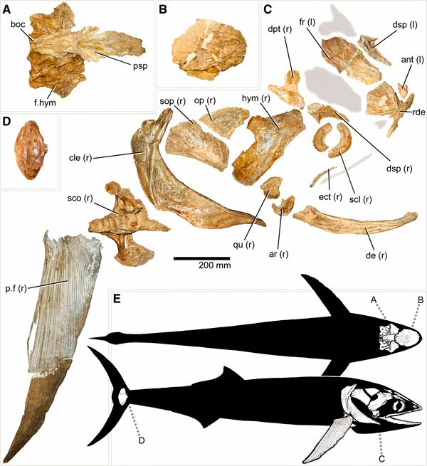    Bonnerichthys gladius ( , ). .     Science