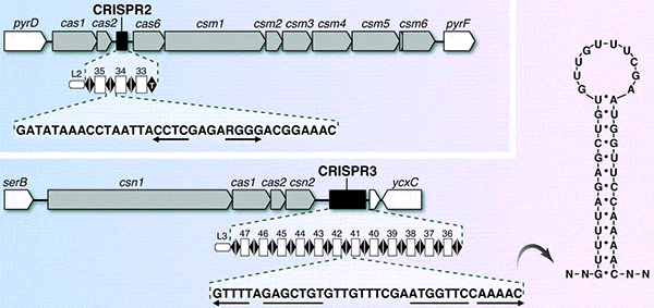    Streptococcus thermophilus,  CRISPR   cas.      Science