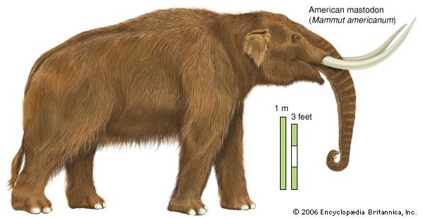    (Mammut americanum).    media-2.web.britannica.com