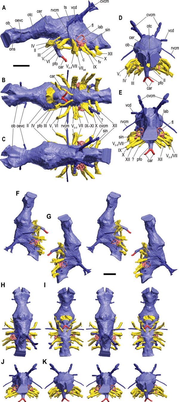     Tyrannosaurus rex (  -   ). .   Lawrence M. Witmer, Ryan C. Ridgely. New Insights Into the Brain, Braincase, and Ear Region of Tyrannosaurs (Dinosauria, Theropoda), with Implications for Sensory Organization and Behavior